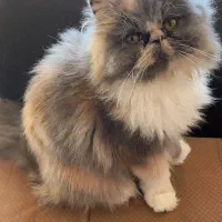 واگذاری گربه مولد پرشین/ اسکاتیش/ هیمالین|گربه|گنبد کاووس, |دیوار