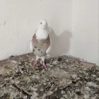 طوقی|پرنده|سنندج, |دیوار