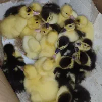 بچه اسرایلی نوبرانه