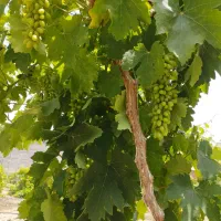 قوره عسگری