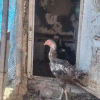 مرغ و خروس