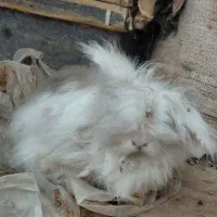 خرگوش لوپ فقط دانه ای ۵۰ تومن