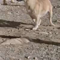 ماده اشپیتز|سگ|کرمانشاه, |دیوار