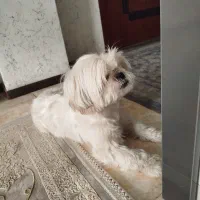 سگ آپارتمانی|سگ|صدرا-فارس, فاز ۱|دیوار