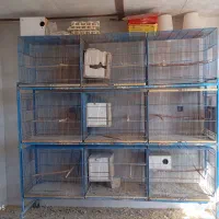 قفس و وسایل پرنده