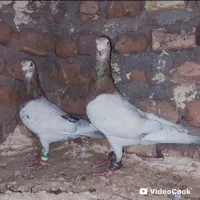 کبوترعطیقه