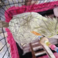 عروس هلندی ماده|پرنده|تهران, تولید دارو|دیوار