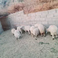 چاق پرواری سرحدی|حیوانات مزرعه|جیرفت, |دیوار