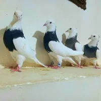 کبوتر|پرنده|رحمتآباد, |دیوار