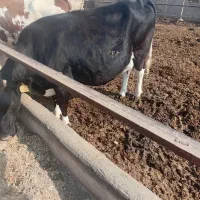 گاو آبستن سنگین|حیوانات مزرعه|جوادآباد, |دیوار