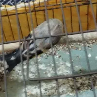 سهره بخون|پرنده|قدس, شهرقدس|دیوار