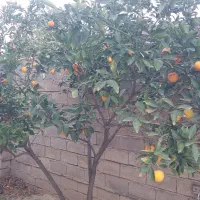 پرتقال یافا شیرین و آبدار