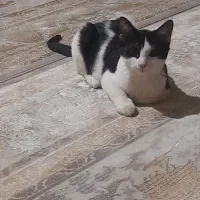 گربه dsh|گربه|همدان, |دیوار