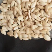 انواع تخمه کدو و آفتاب گردان بادام زمینی