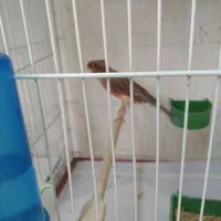 قناری بلند،سرخ برفکی هلندی،سوخته سرخ|پرنده|مشهد, امام خمینی|دیوار