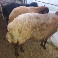 گوسفند|حیوانات مزرعه|رامیان, |دیوار