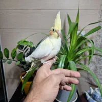 عروس هلندی و گرینجیک|پرنده|اندیشه, اندیشه فاز ۱|دیوار