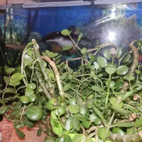 دراگون و لجنخوار