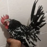 مرغو خروس چاپنیز