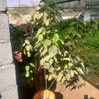 فروش نخل زینتی و گل یاس مصری و گل کاغذی|گل و گیاه طبیعی|بندرعباس, |دیوار