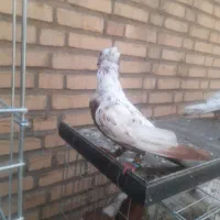 دوتا جوجه دم سرخ  نر یه دم سیاه ماده .وکوهی نر|پرنده|اندیمشک, |دیوار