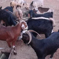 بز با تیه بز