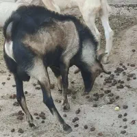 کعره کهره|حیوانات مزرعه|بستک, |دیوار