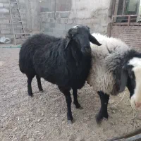 قوچ شال و همو