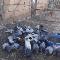 انواع کبوتر پلاکی دوبر|پرنده|خلخال, |دیوار