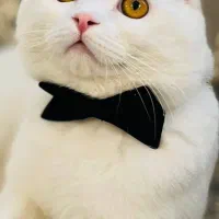 گربه  نژاد میکس پرشین اسکاتیش