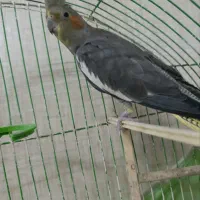 عروس هلندی|پرنده|رشت, باهنر|دیوار