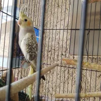 جوجه نر وماد شیش ماهه