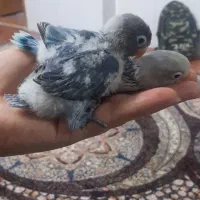 دو عدد کوتوله گم شده داخل محدوده زینبیه