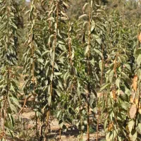 نهال گیلاس تکدانه مشهد|خدمات باغبانی و درختکاری|مرند, |دیوار