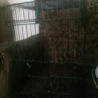 قفس پرنده