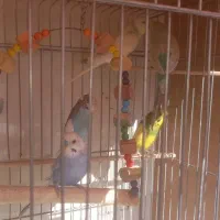 اسباب بازی
