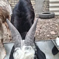 بز پاکستانی از تکه درآمده ودوبزغاله دقلو چاق|حیوانات مزرعه|گنبد کاووس, |دیوار