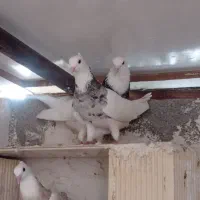 طوقی هفت رنگ