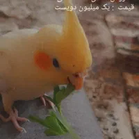 فروش پرنده خرید پرنده زیر دودقیقه پرنده خرید کن