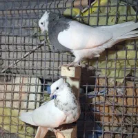 ۲تا طوقی نر معاوضه با سفید پلاکی نروماده