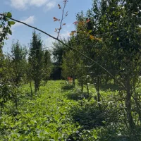 فروش فوری1700متر خانه و محوطه در لیسار|فروش خانه و ویلا|لیسار, |دیوار