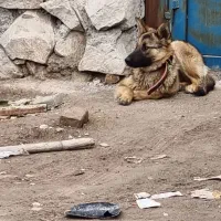 توله ژرمن شپرد