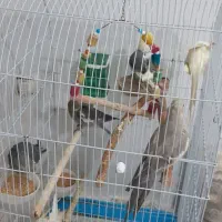 تعدادی عروس هلندی|پرنده|الیگودرز, |دیوار