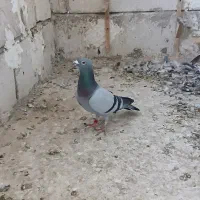 کفتر|پرنده|مشهد, کارمندان دوم|دیوار