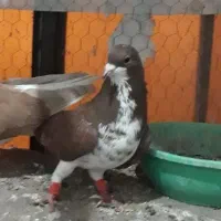 دو جفت ساده تضمین