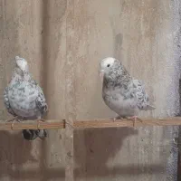 کبوترسورور|پرنده|ری, ظهیرآباد|دیوار