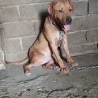 ماده پیتبول جفت خورده|سگ|اصفهان, باغ دریاچه|دیوار