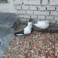 جفت.دمسیاه