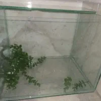 اکواریوم ماهی