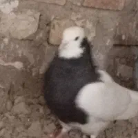 کبوتر طوقی فروشی